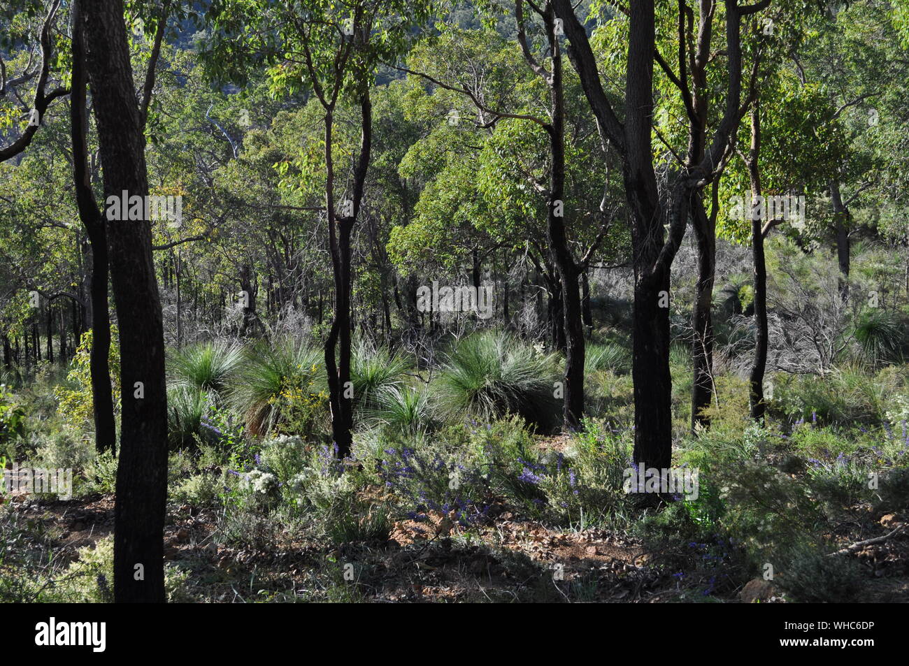 Bushland régénérée avec fleurs sauvages, après brûlage contrôlé pour la lutte contre l'incendie, Whistlepipe Gully à pied, Parc Régional de Mundy, collines de Perth, WA, Australie Banque D'Images