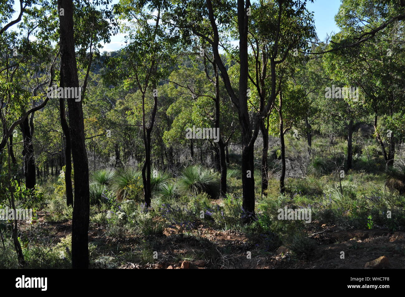 Bushland régénérée avec fleurs sauvages, après brûlage contrôlé pour la lutte contre l'incendie, Whistlepipe Gully à pied, Parc Régional de Mundy, collines de Perth, WA, Australie Banque D'Images