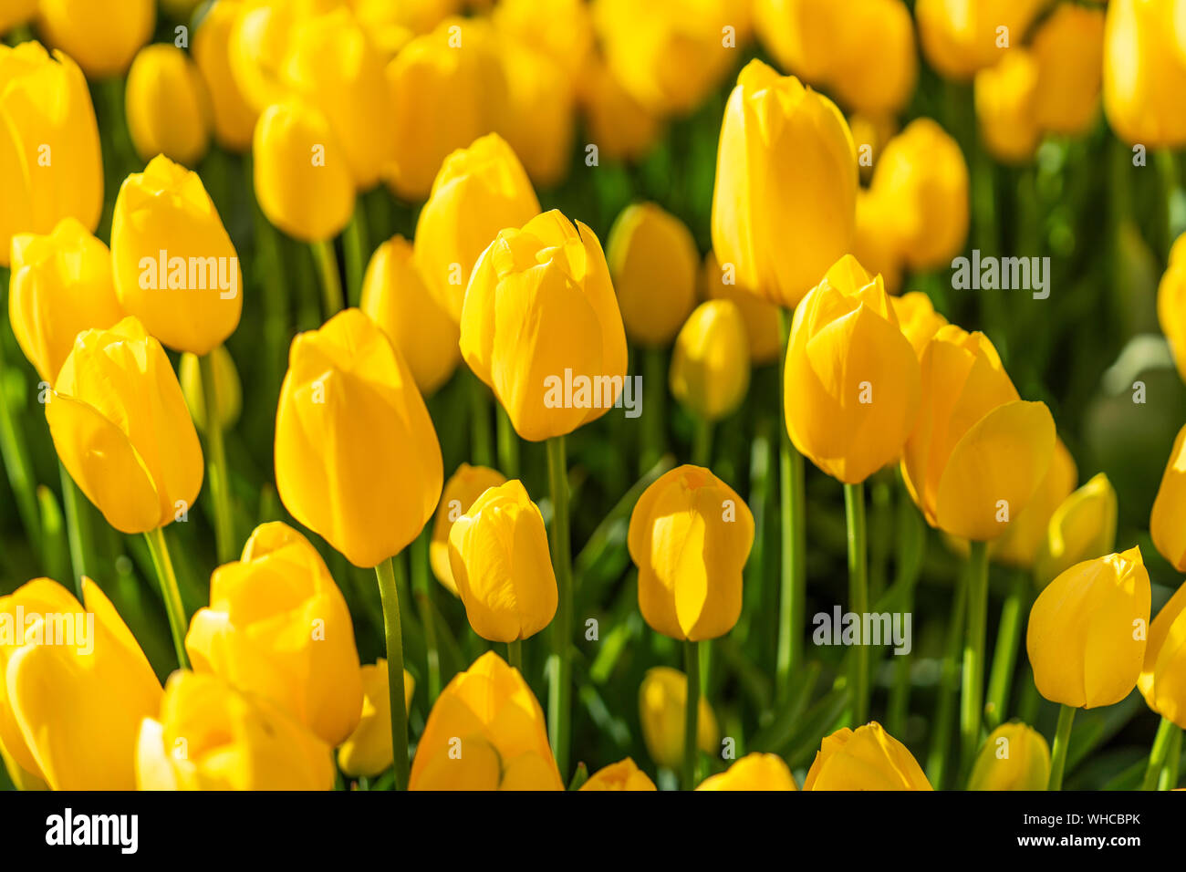 Tulipes jaune vif poussant dans un champ. Banque D'Images