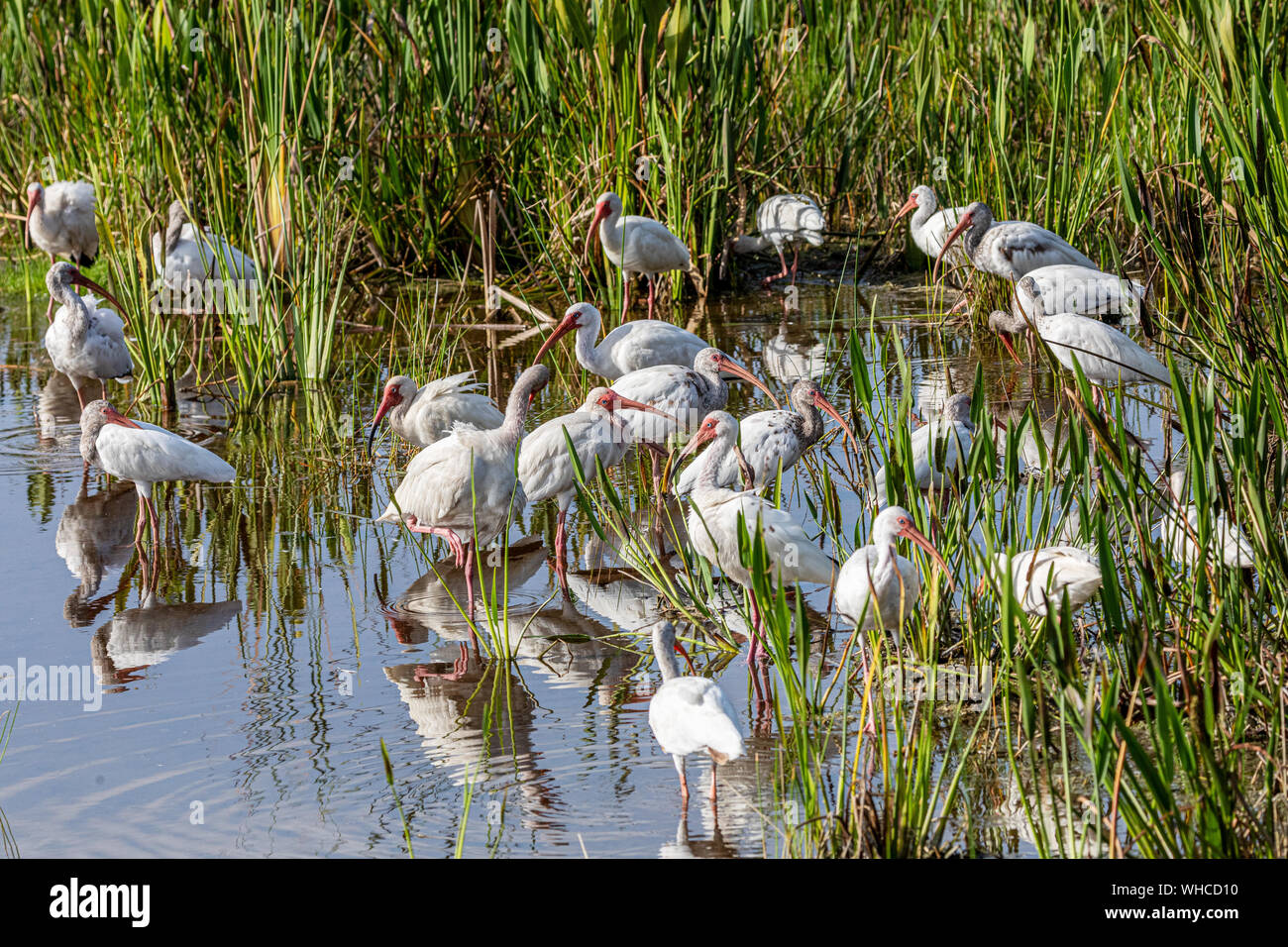 Les juvéniles et adultes Ibis blanc au soleil Banque D'Images