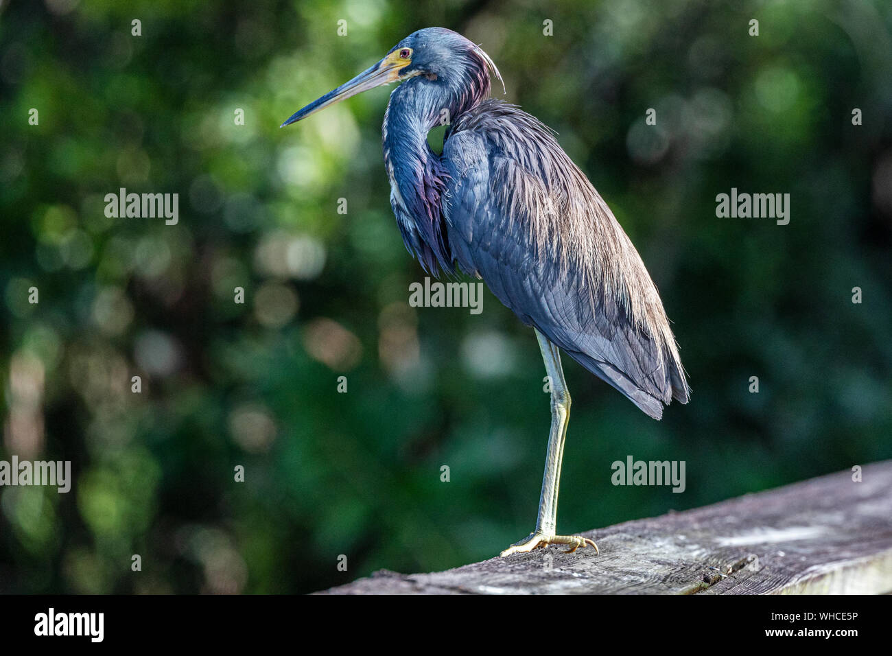 Aigrette tricolore Sunbading à Green Cay Wetlands Banque D'Images