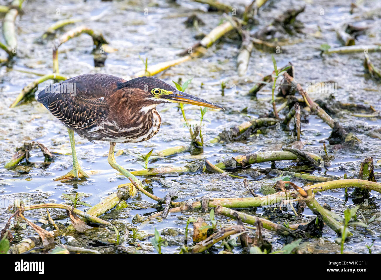 Nourriture Le héron vert juvénile Banque D'Images