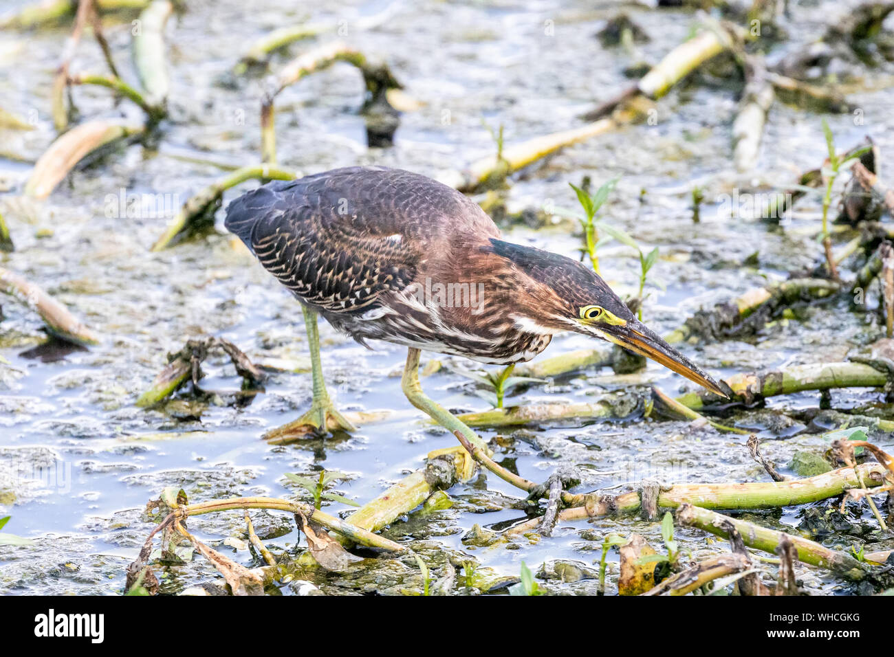 Nourriture Le héron vert juvénile Banque D'Images