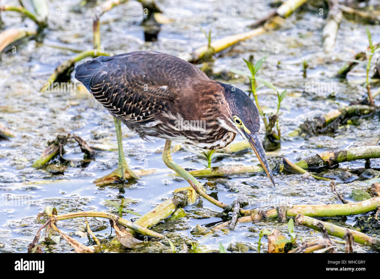 Nourriture Le héron vert juvénile Banque D'Images