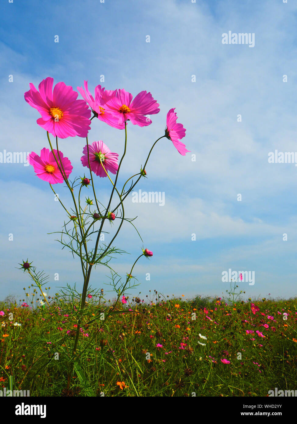 Plants de cosmos Banque de photographies et d'images à haute résolution -  Alamy