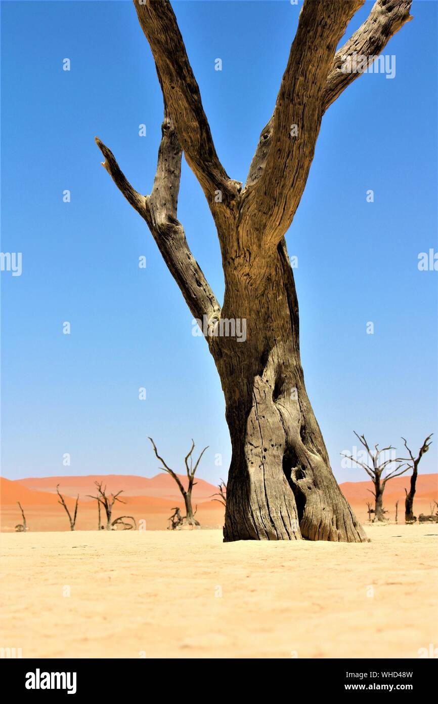Photo verticale d'un grand arbre sans feuilles dans un désert avec dunes de sable et ciel clair en arrière-plan Banque D'Images
