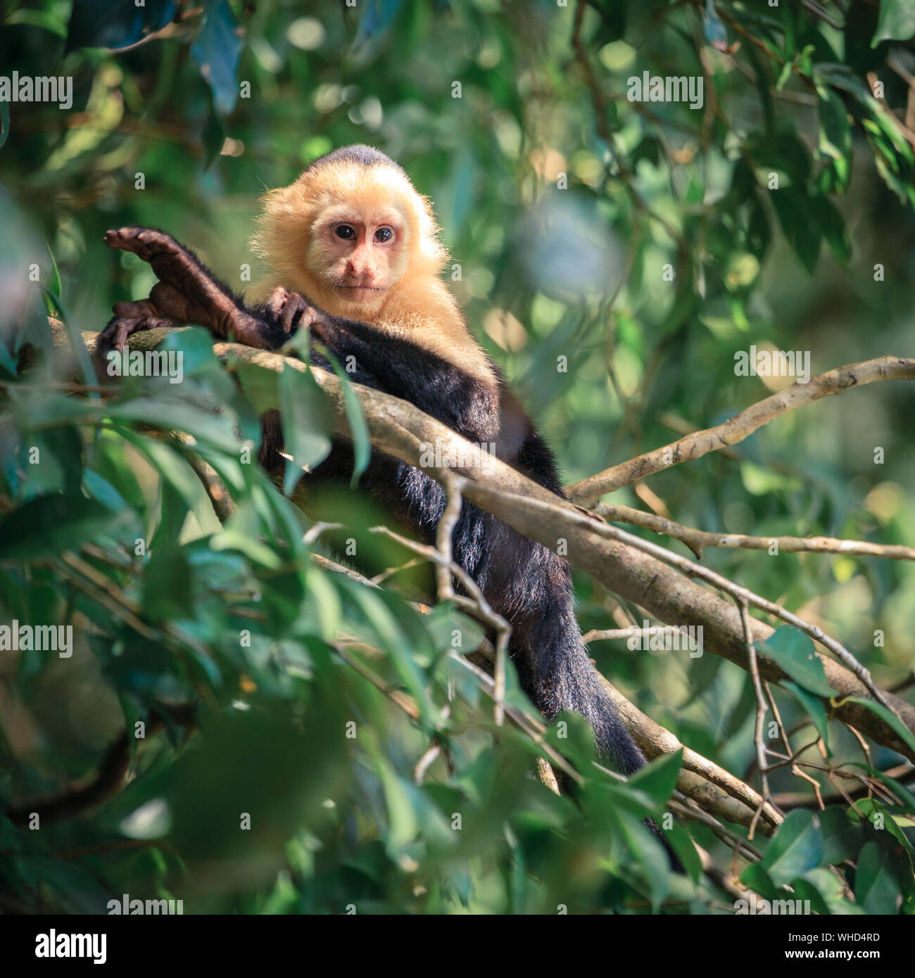 Singe capucin dans une forêt tropicale au Costa Rica Banque D'Images