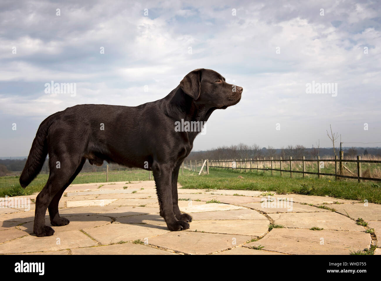 Portrait de chien labrador retriever chocolat dans le Hampshire Banque D'Images