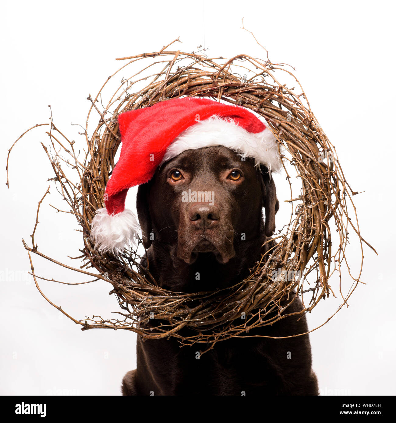 Chien labrador chocolat Noël pose dans une carte de Noël de Santa hat Banque D'Images