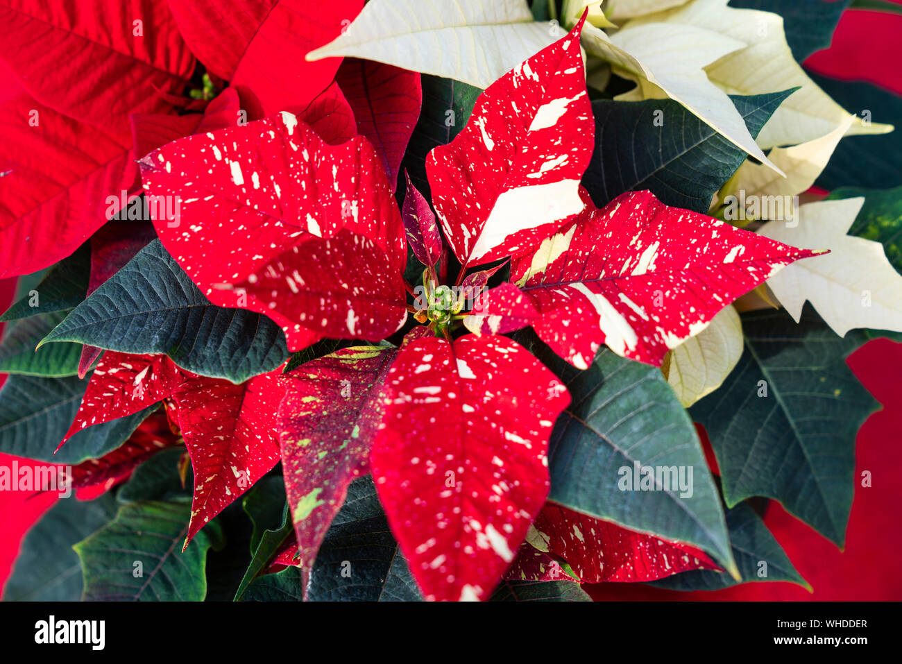 De couleur rouge et blanc fleurs de poinsettia, Étoile de Noël aka  (Euphorbia pulcherrima Photo Stock - Alamy