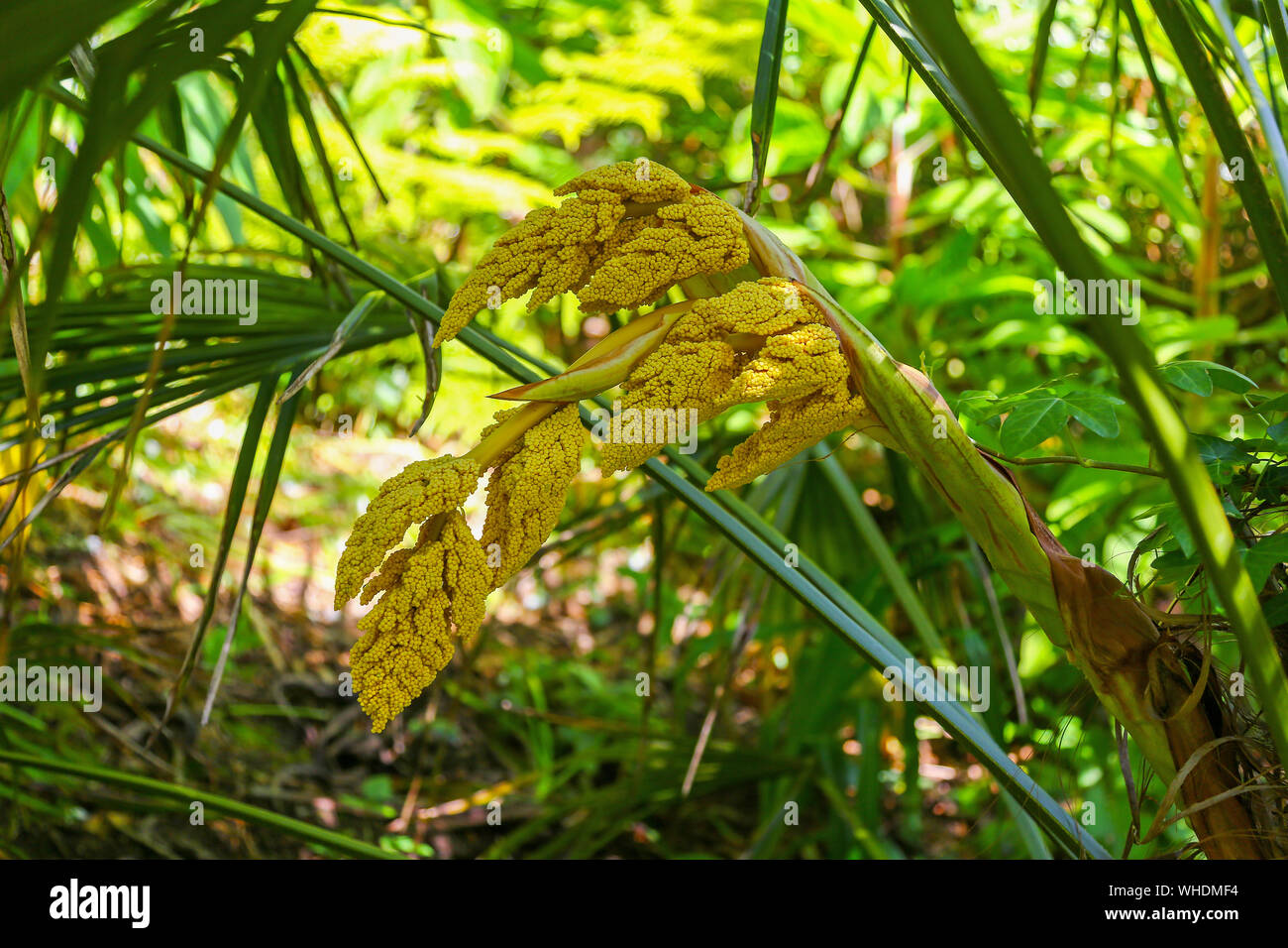 Carreg Dhu jardin, un sous-tropicales jardin communautaire situé près de Longstone exposée dans le centre de l'île de St Mary's, Banque D'Images