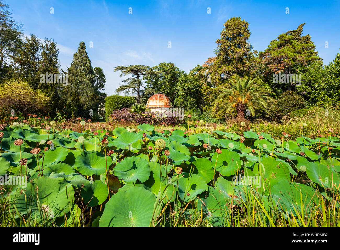 Le jardin des plantes de Montpellier est un jardin botanique public dans la ville de Montpellier, France Banque D'Images