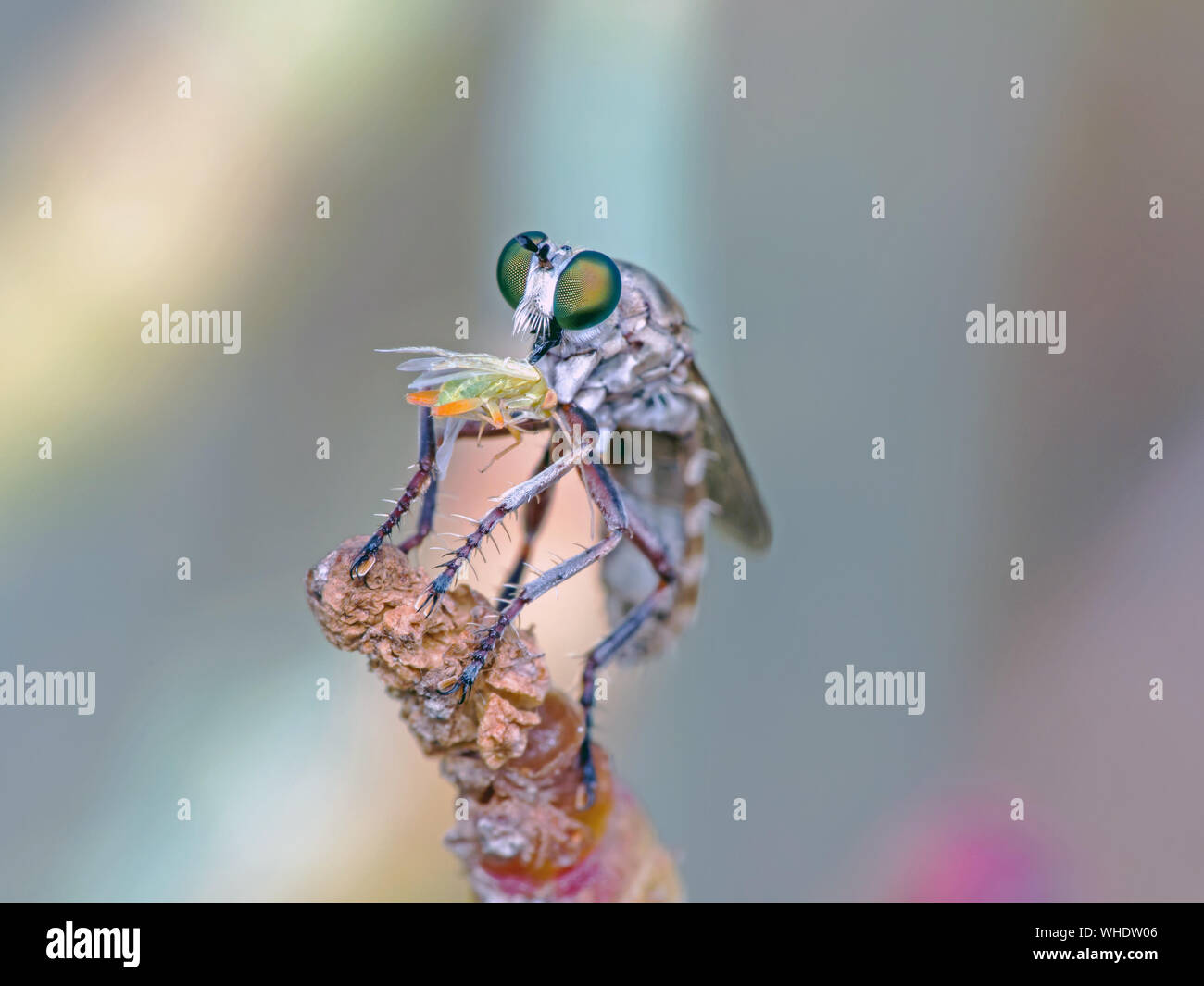 Une macro photo d'un voleur perché Fly, membre de la famille, avec un Asilidae proie empalée sur sa trompe. Banque D'Images