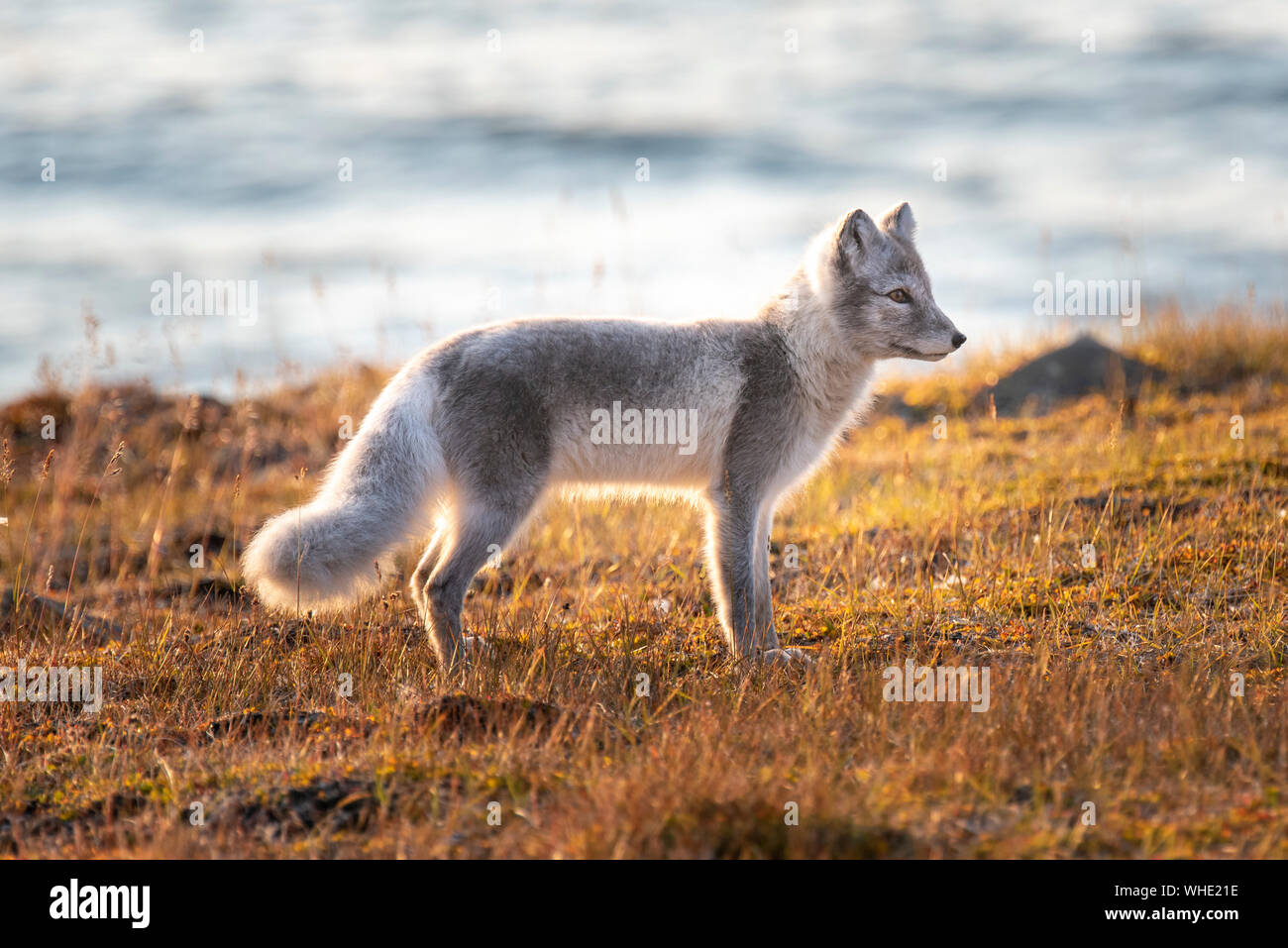 Le renard arctique à l'automne, Longyearbyen, Spitsberg Banque D'Images