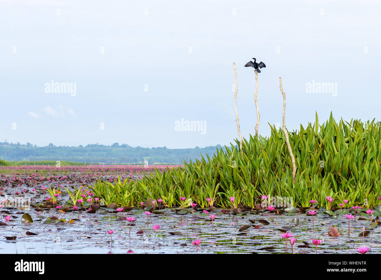 Peu de cormoran ou Turdus niger est un oiseau aux couleurs noir, perché sur une souche d'arbre et de l'ampleur au cours de l'étang de lotus à Thale Noi Wat Banque D'Images