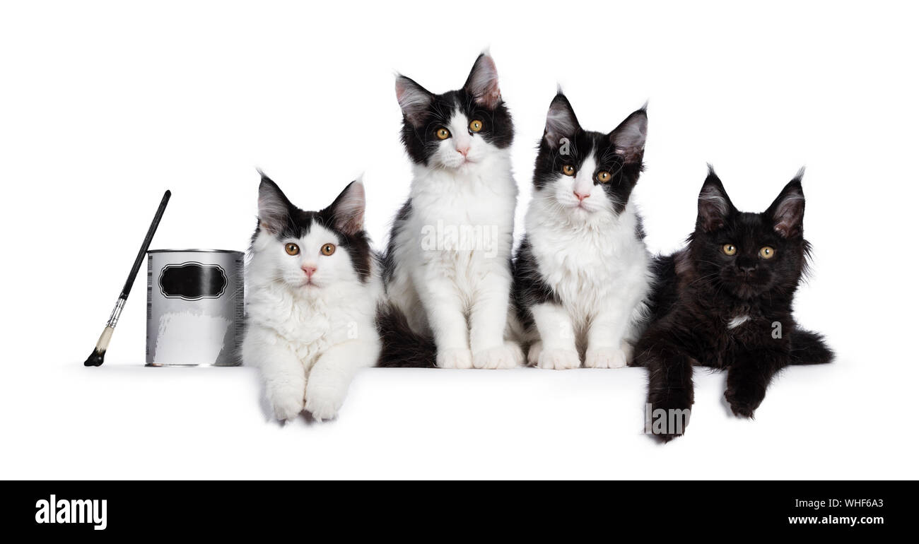 Ligne parfaite de 4 noir et blanc chatons Maine Coon, assis / pose à côté de l'autre avec pot de peinture. Tous à la caméra à droite avec yel Banque D'Images