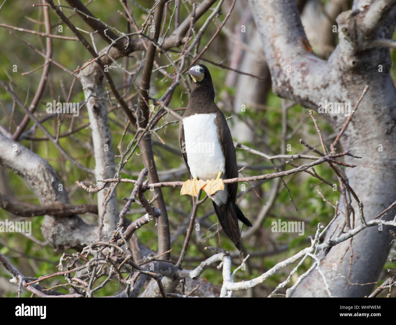 Fou brun (Sula leucogaster) Banque D'Images