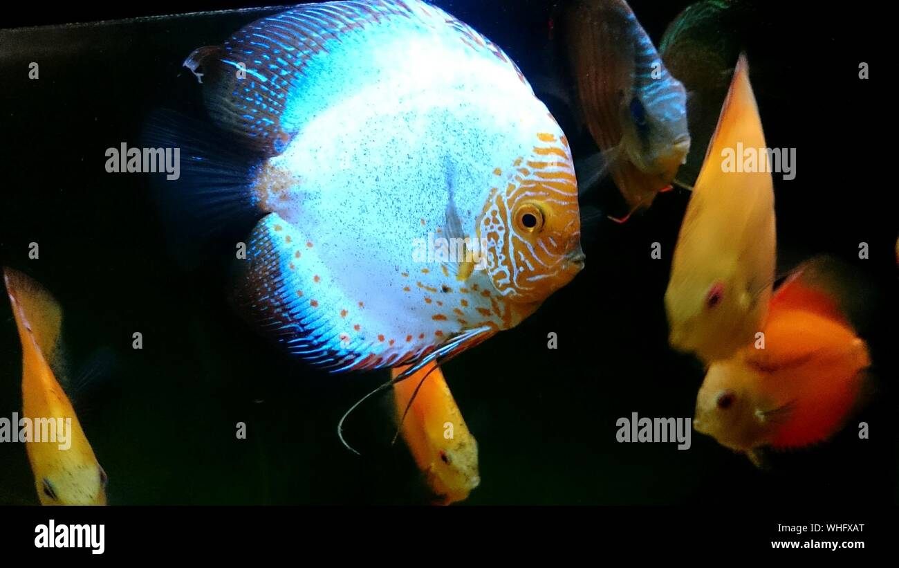 Poisson discus Banque de photographies et d’images à haute résolution