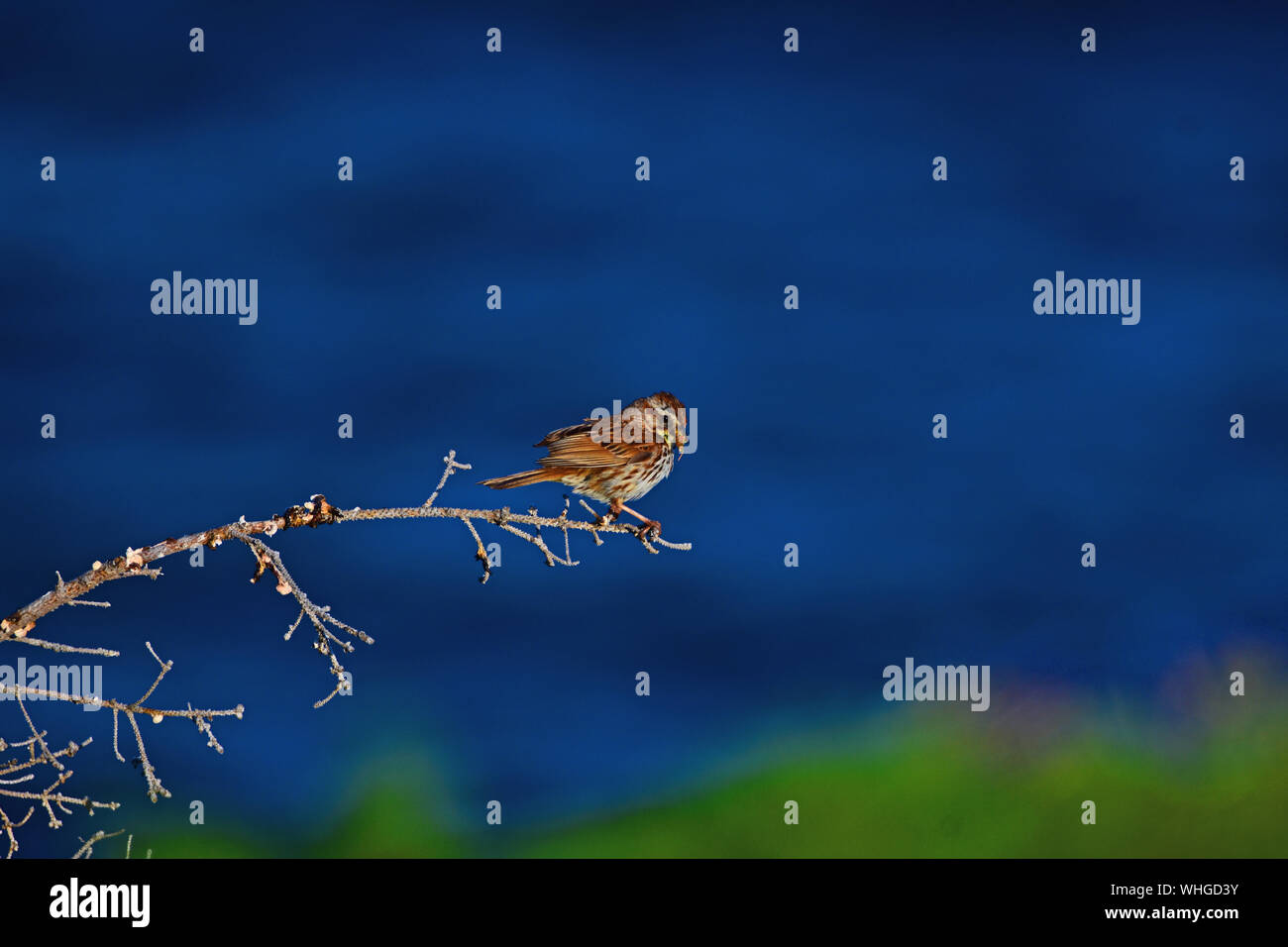 Petit oiseau posé sur une branche au-dessus de l'océan Atlantique au Canada. Banque D'Images