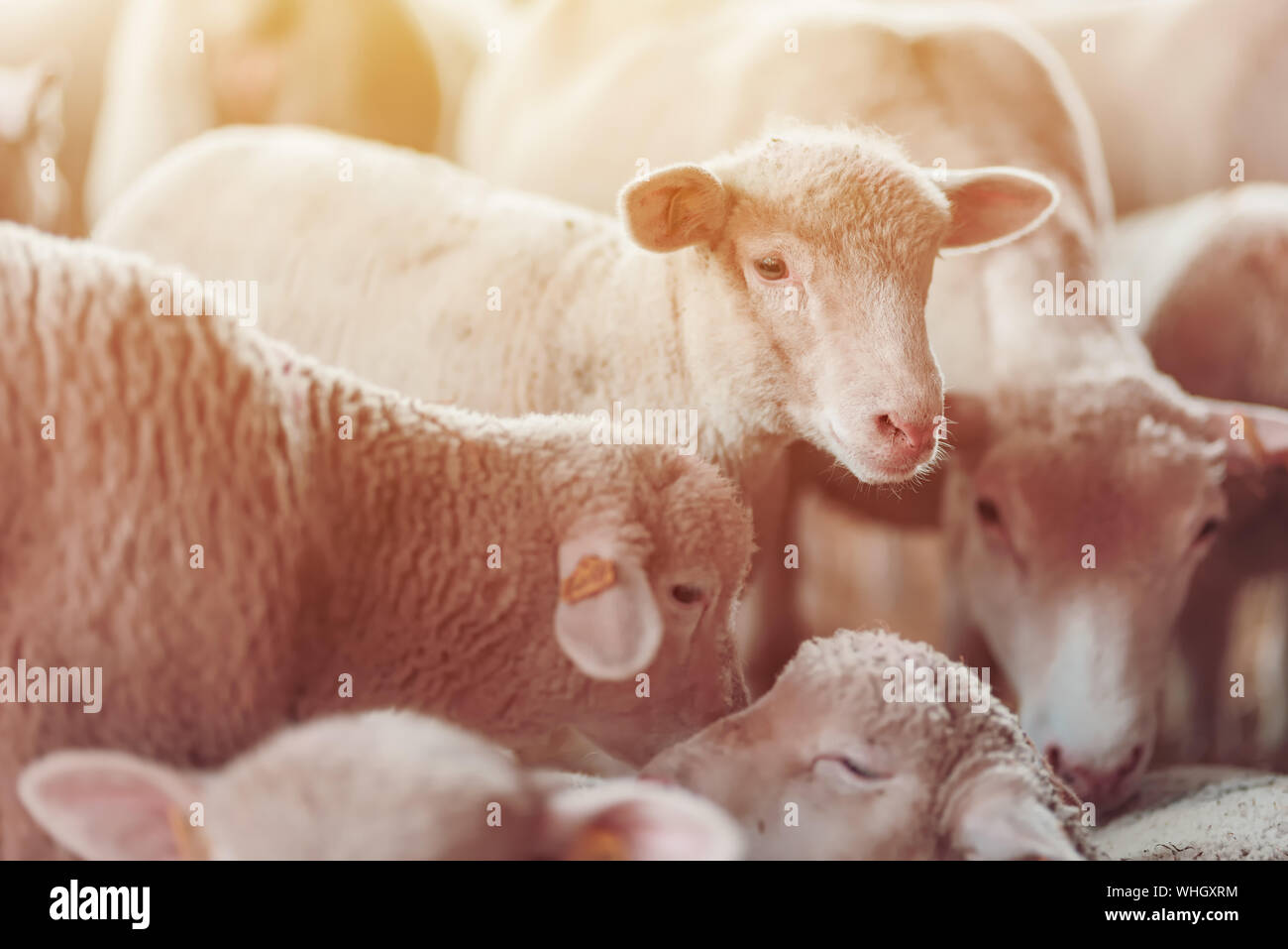 Agneau Agneau Jeune Mouton Banque d'image et photos - Alamy