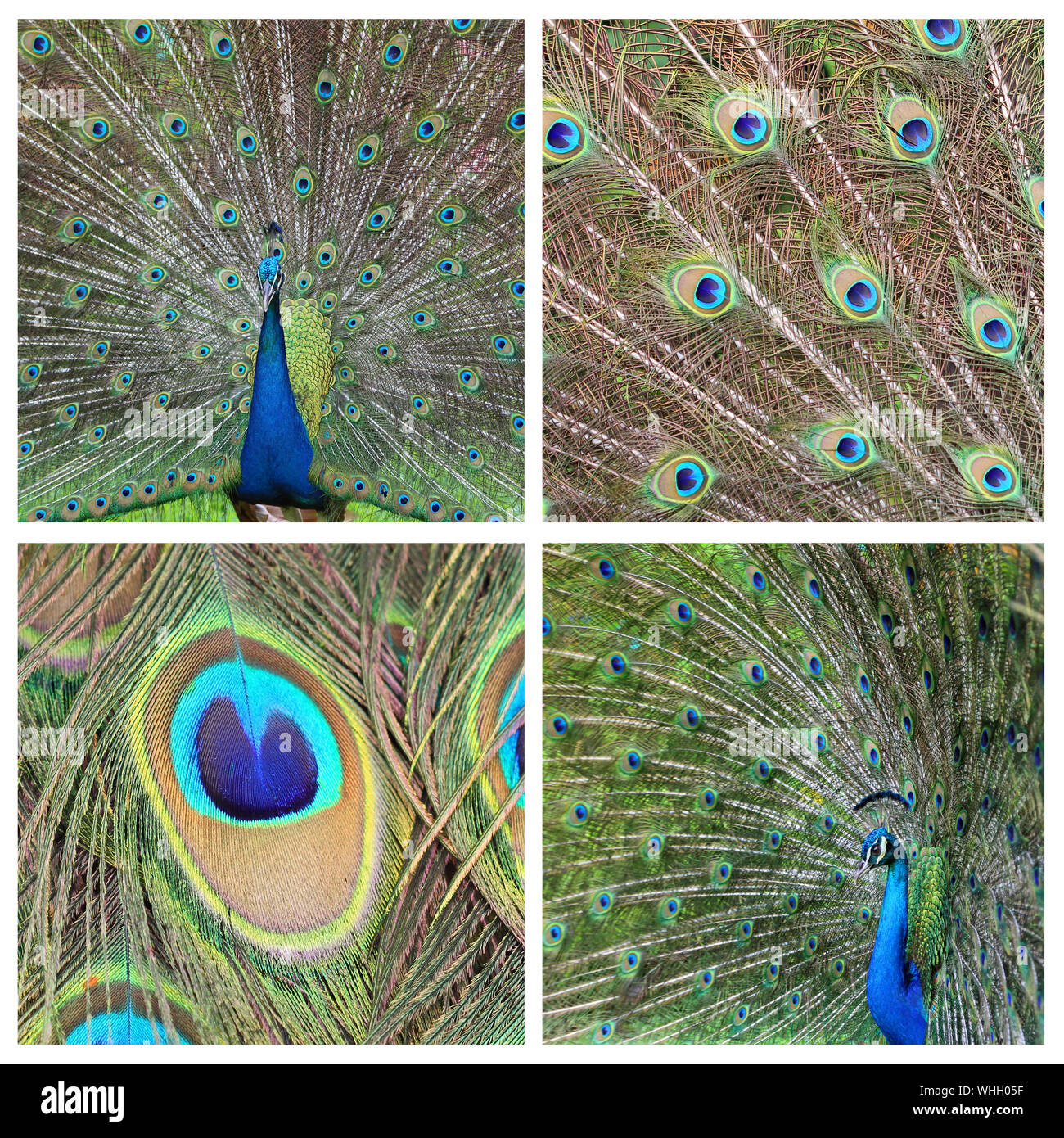 Collage - peacock Banque D'Images