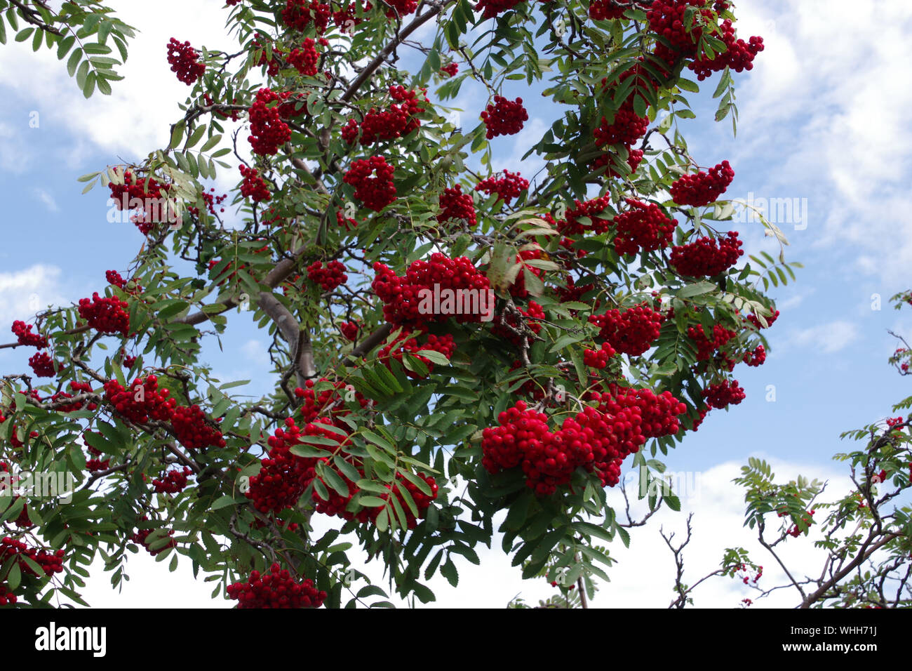 Le rowans ou mountain-cendres sont des arbustes ou des arbres dans le genre Sorbus, de la famille des roses, Rosaceae. Banque D'Images