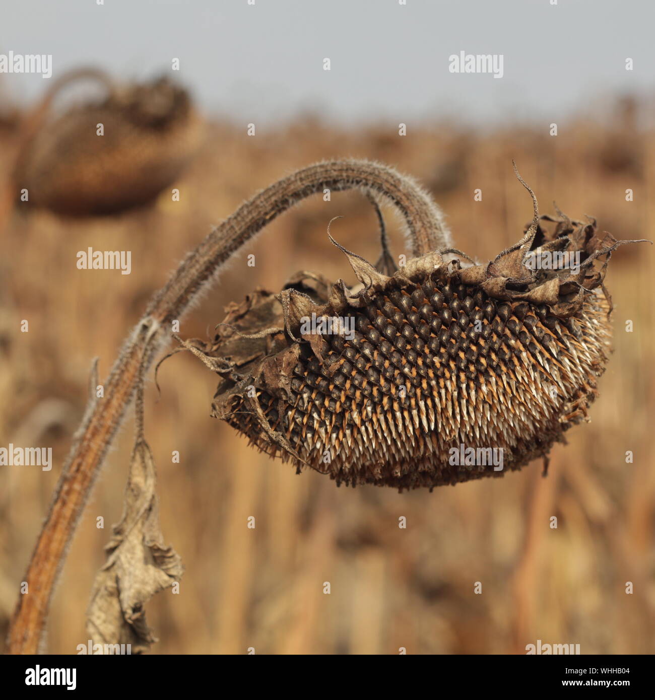 Tournesol séchés dans un champ en attente pour la récolte Banque D'Images