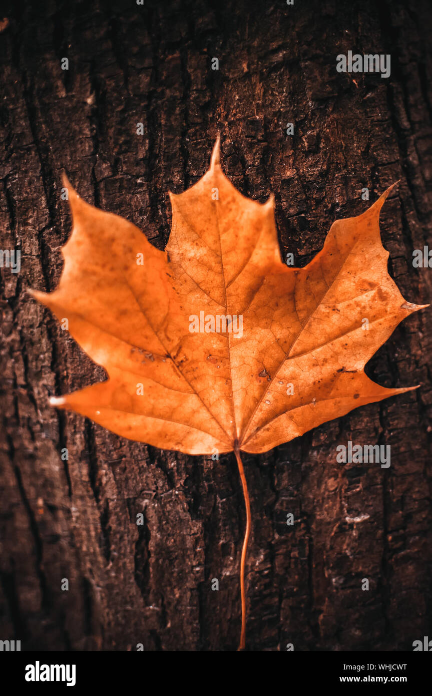 Feuille d'érable jaune vif s'accroche à l'écorce des arbres. Automne fond naturel. Banque D'Images