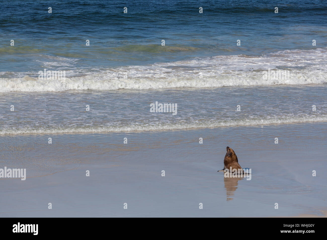 Des mammifères aquatiques sur le rivage à Beach Banque D'Images