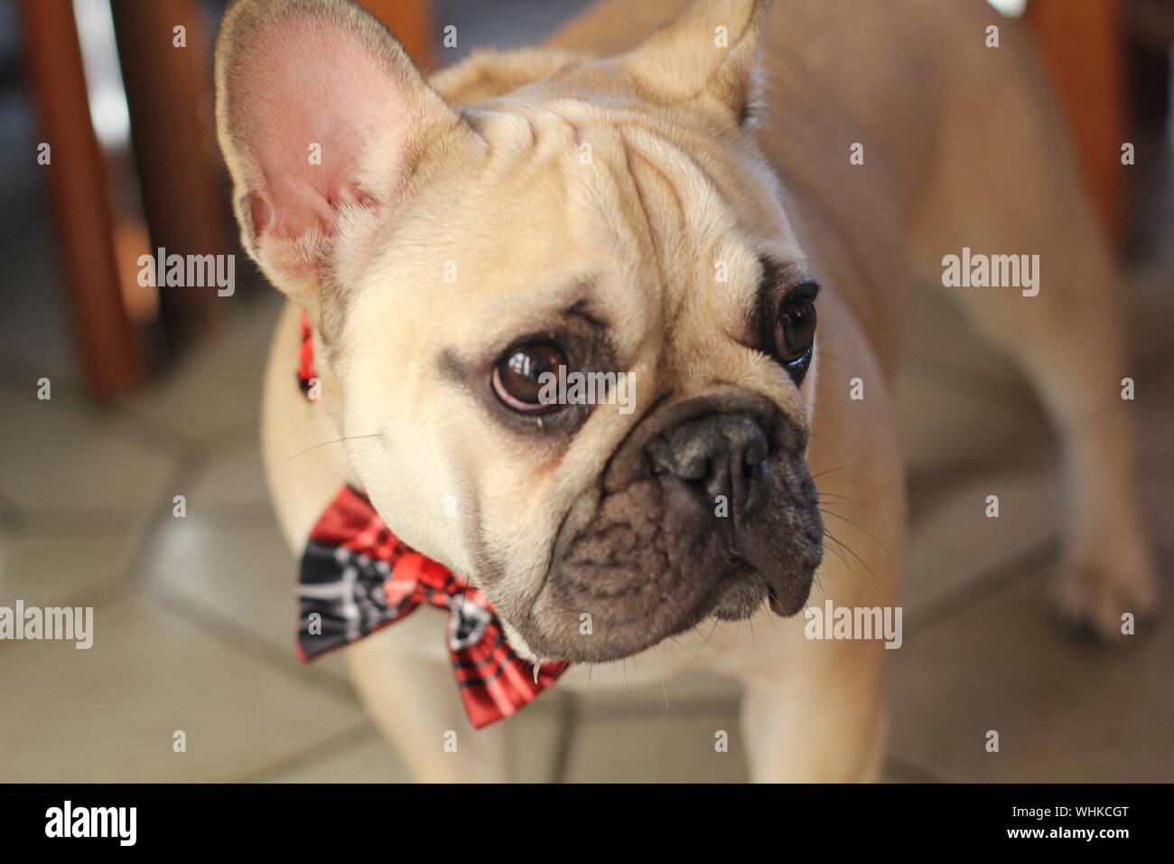 French bulldog wearing bow tie Banque de photographies et d'images à haute  résolution - Alamy