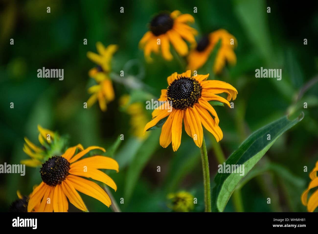 Cône jaune fleur Banque D'Images