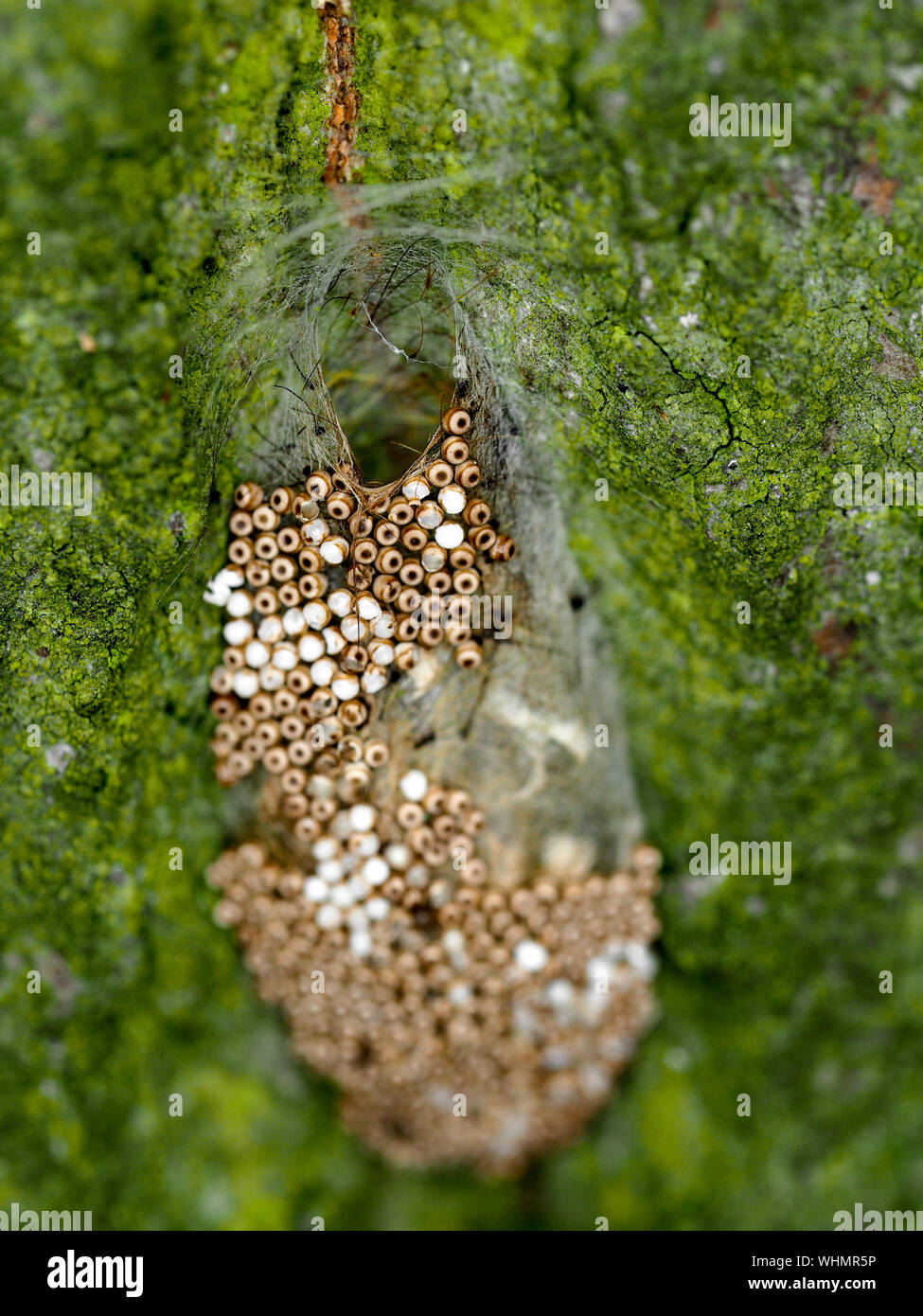 Oeufs d'insectes sur le Banque de photographies et d’images à haute — free download
