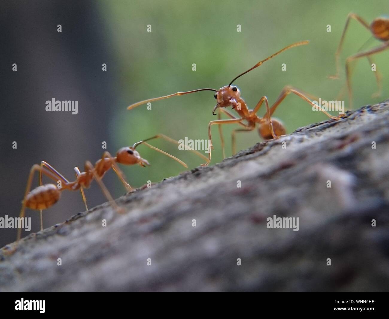 Gros plan de fourmis Banque de photographies et d’images à haute résolution Alamy