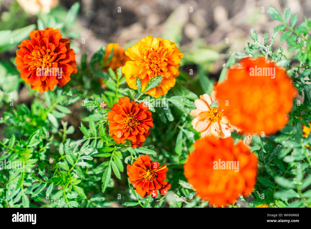 Close-up souci avec des couleurs orange et rouge. Banque D'Images