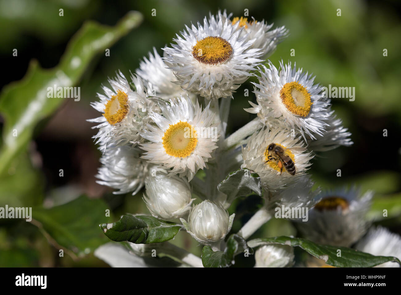 Papier blanc Daisy Banque D'Images