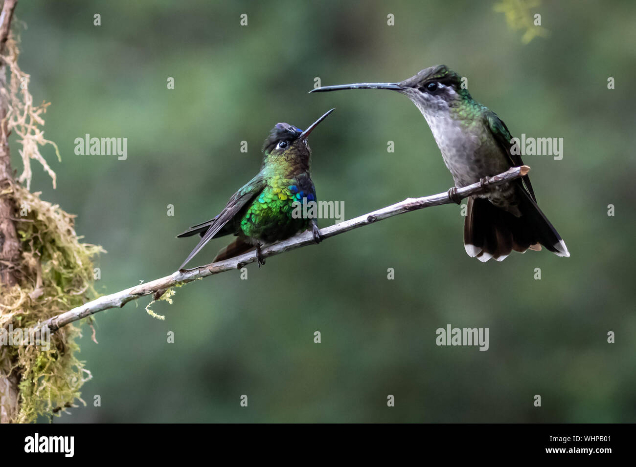 Le colibri à Fiery (Panterpe insignis) et femelle (hummingbird Talamanca Eugene spectabilis) ont stare-vers le bas plus de succursale en Costa Rica Banque D'Images