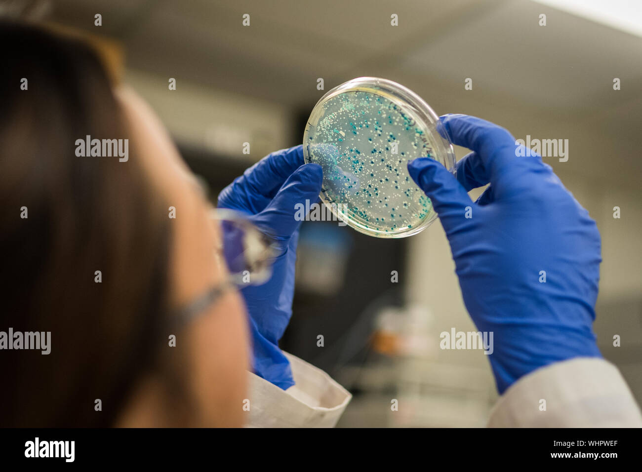 Close-up of Scientist Examining Petri Dish Banque D'Images