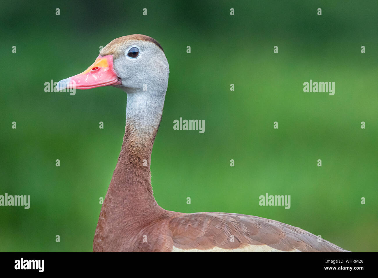 Black-bellied whistling duck à faire observer les gens Banque D'Images