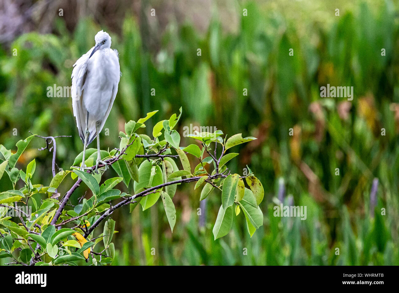 Petit héron juvénile Banque D'Images