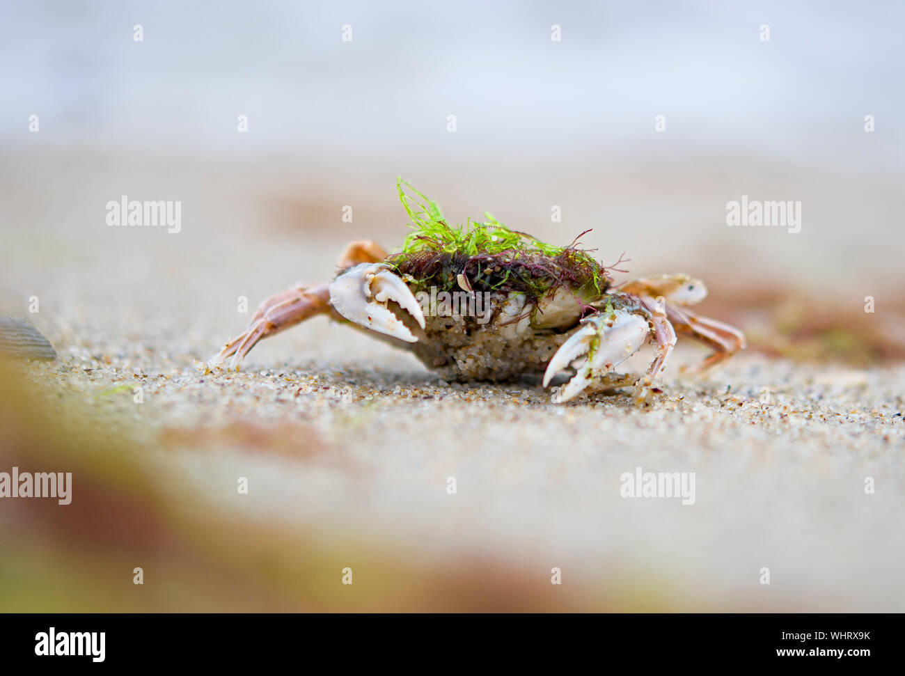Crabe des est sorti de la mer, à la plage, sur le sable. Banque D'Images