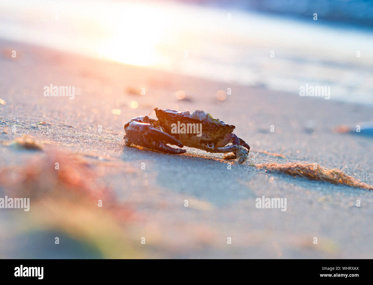 Sortir du crabe de la mer, près de la rive, dans le sable sur un fond coucher de soleil Banque D'Images