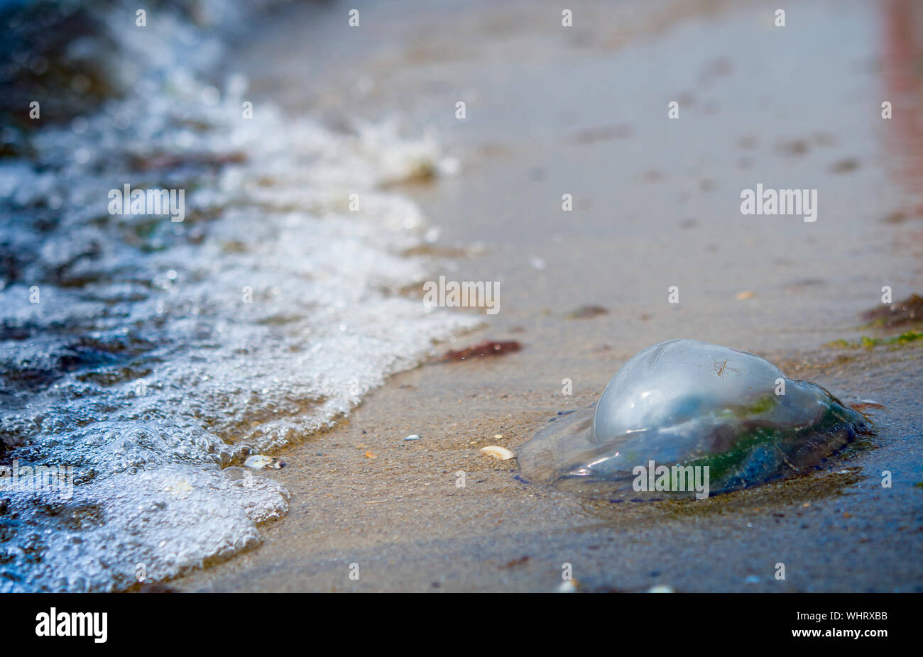 Les méduses mortes sur la plage. Un close up Banque D'Images