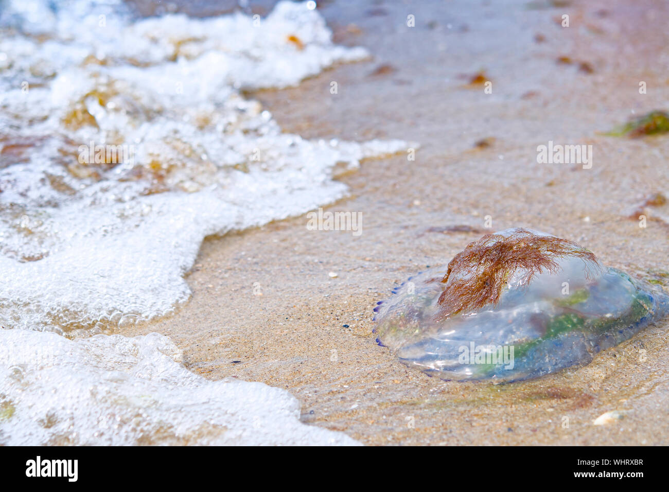 Les méduses mortes sur la plage. Un close up Banque D'Images