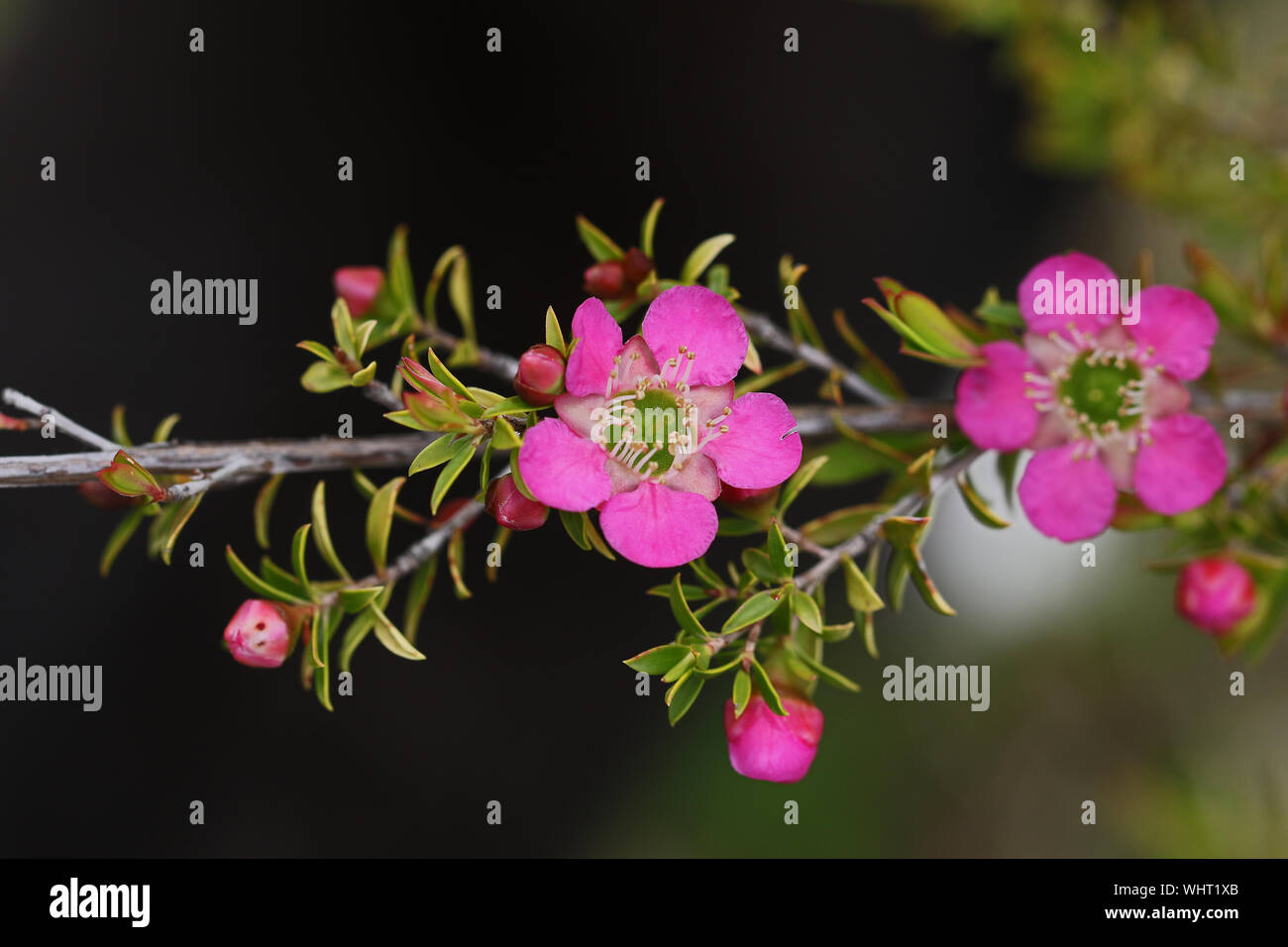 Plante en fleurs de manuka Leptospermum scoparium Latin appelé aussi l'arbre de thé ou myrtle originaire de Nouvelle-Zélande et où les abeilles se nourrissent du miel de manuka pour faire Banque D'Images