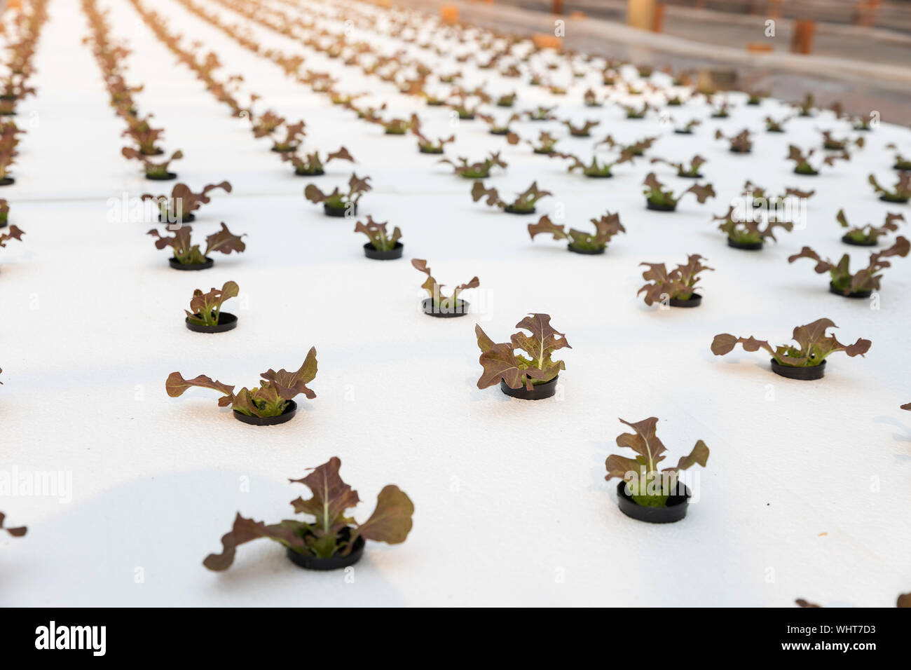 La ferme de la culture hydroponique, les jeunes avec la laitue hydroponique biologique potager à serre. Banque D'Images