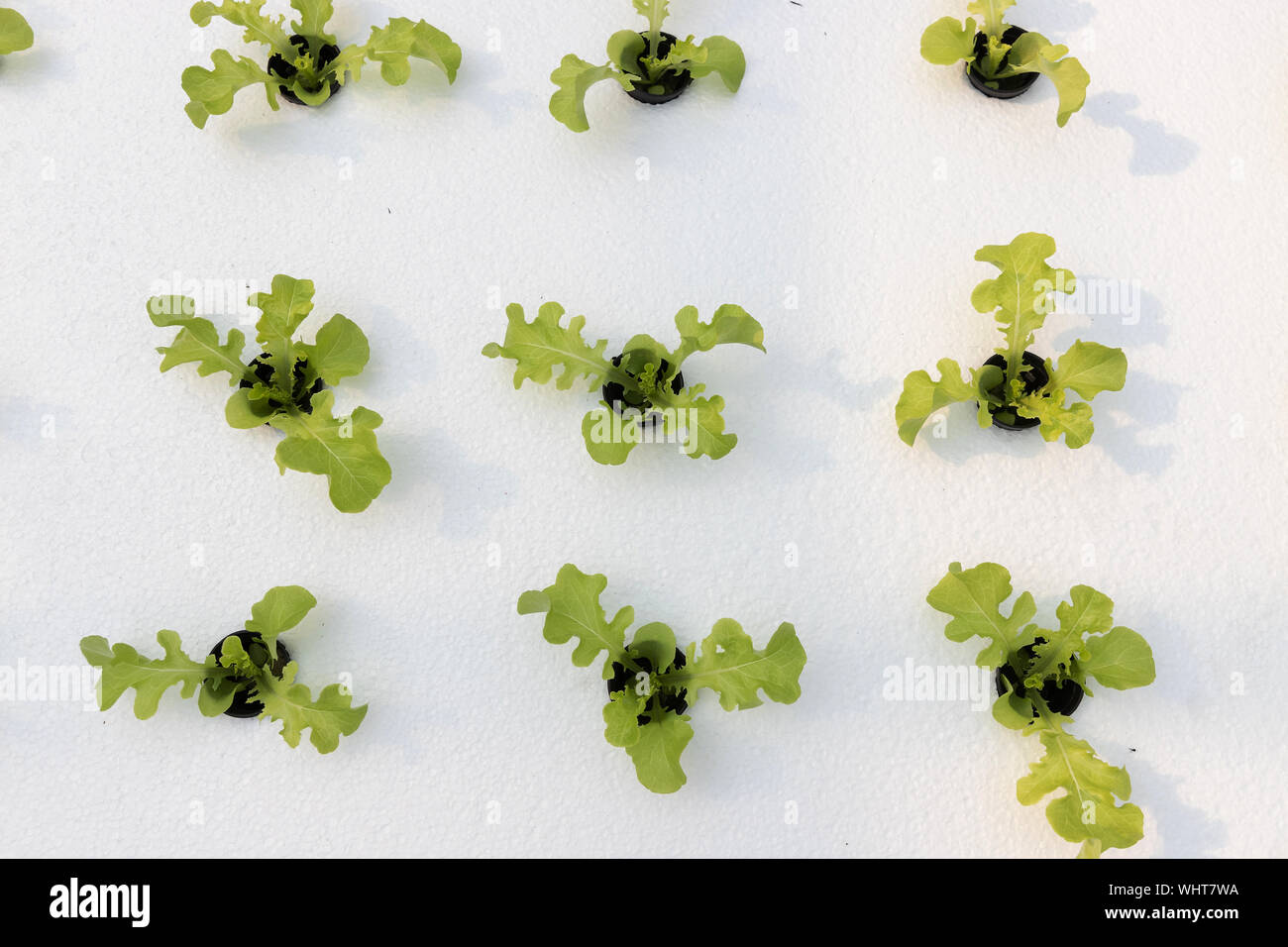 La ferme de la culture hydroponique, les jeunes avec la laitue hydroponique biologique potager à serre. Banque D'Images