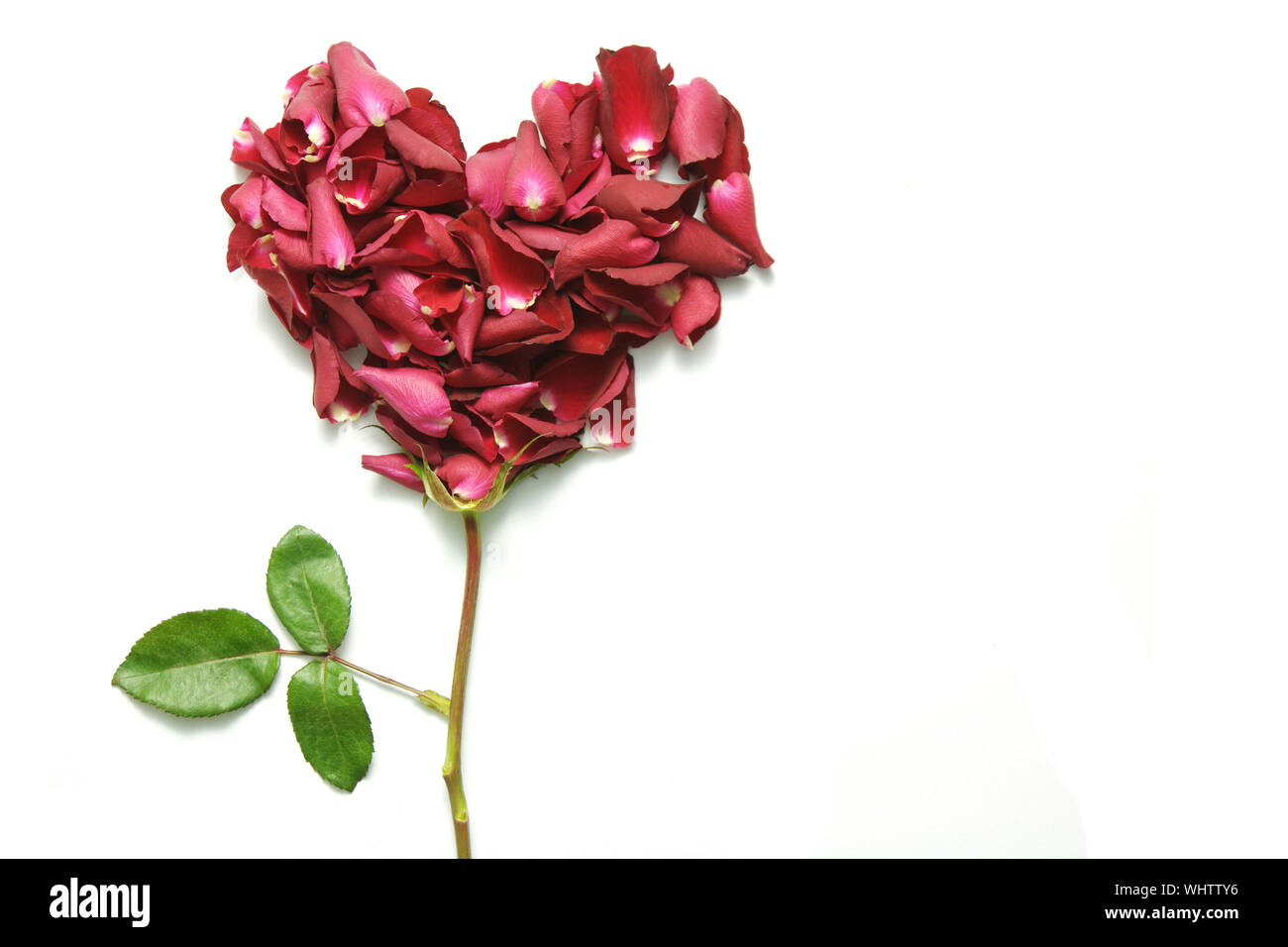 Rose a été fait dans un coeur. Banque D'Images