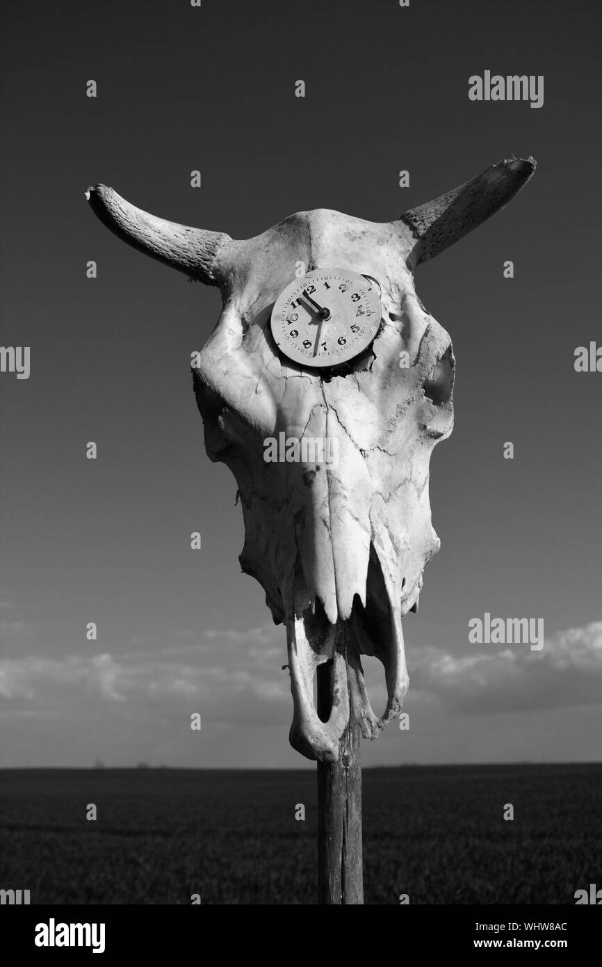 Symbole du temps dans la vieille horloge Crâne Crâne de vache sur fond de ciel bleu, noir et blanc photo Banque D'Images