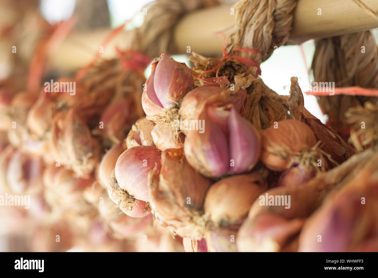 Echalote oignon dans un groupe Banque D'Images