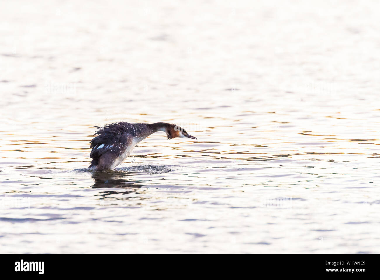 Grèbe huppé, été plumage. Plongée sous-marine, presque entièrement hors de l'eau. Banque D'Images